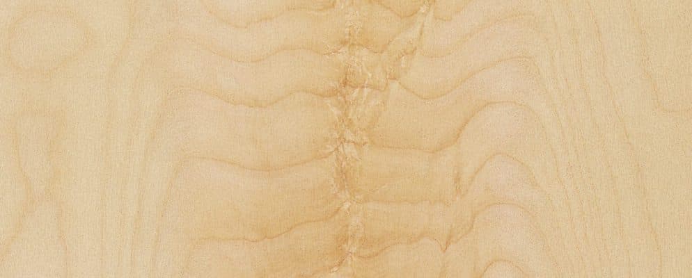 Sycamore Curl